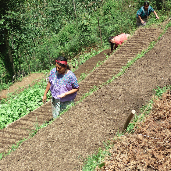 Highlights from the 2014 – 2015 Annual Report includes: Updates on FUNDAMARCOS, La Semilla del Progreso, EPIC's partnership with the Friends of Napal (Pariwar), Mujers en Acción, La Buena Tierra, Casa De Los Amigos, Creciendo Juntos, and Casa Para La Cultura Maya.